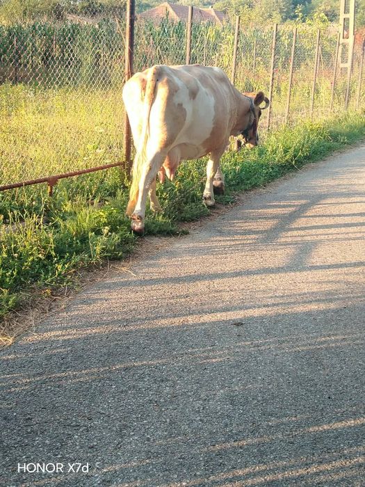 Vând. Vaca de 9 ani