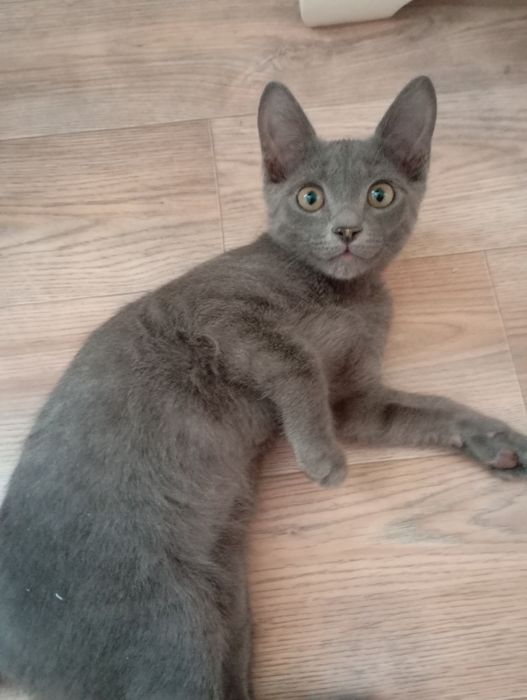 Коты дам в добрые руки