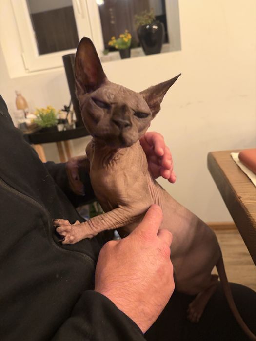 котка сфинкс 1 годинка