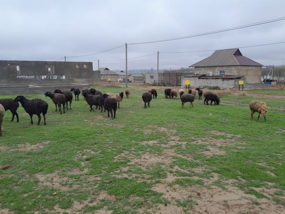 Тусак Саулык койлар Сатылады