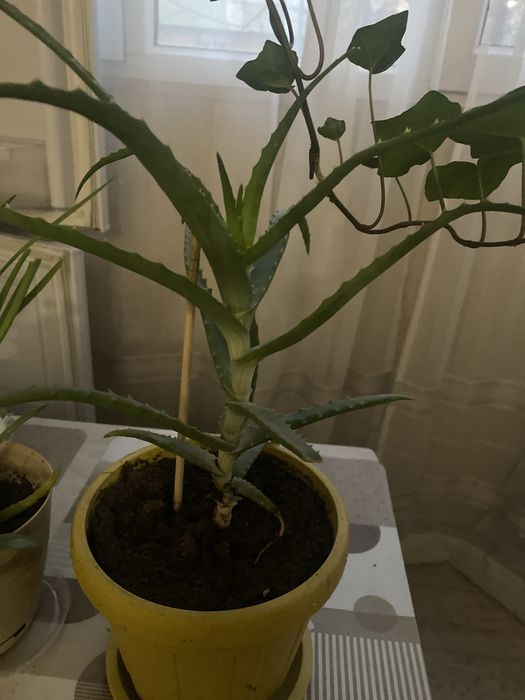 Цветы комнатные  разные ухоженные