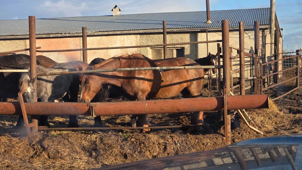 Лошади с откорма