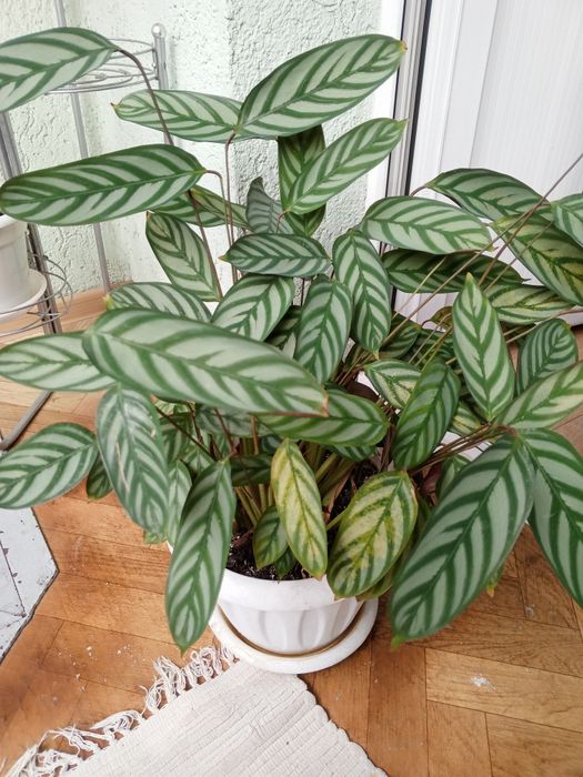 Продам Комнатные цветы