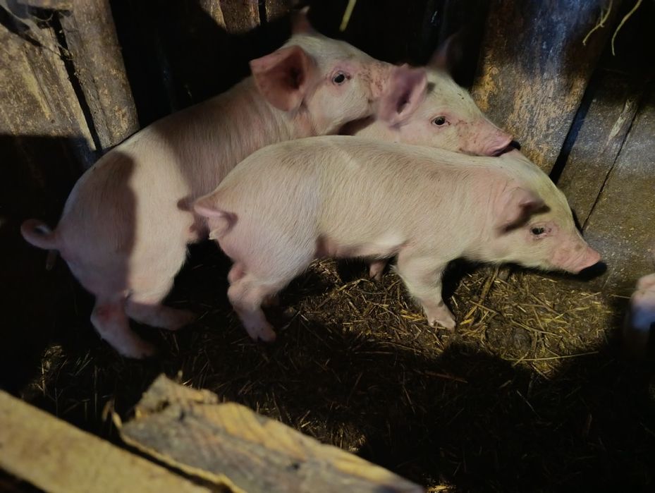 Продам месячных поросят