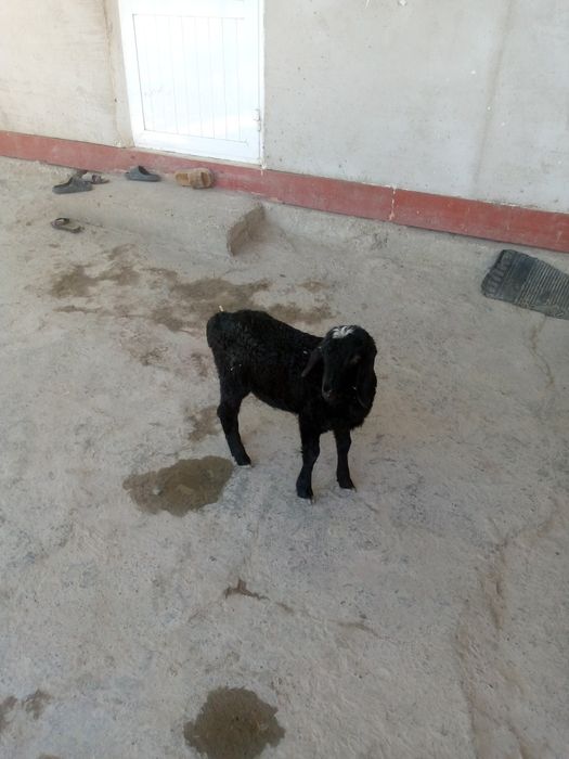 Shir boz 4 kunlik barra