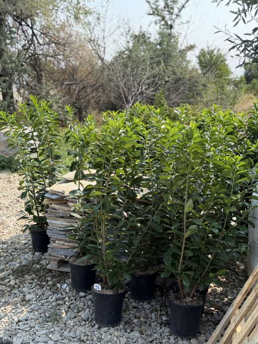 Vand prunus laurocerasus(laur englezesc)