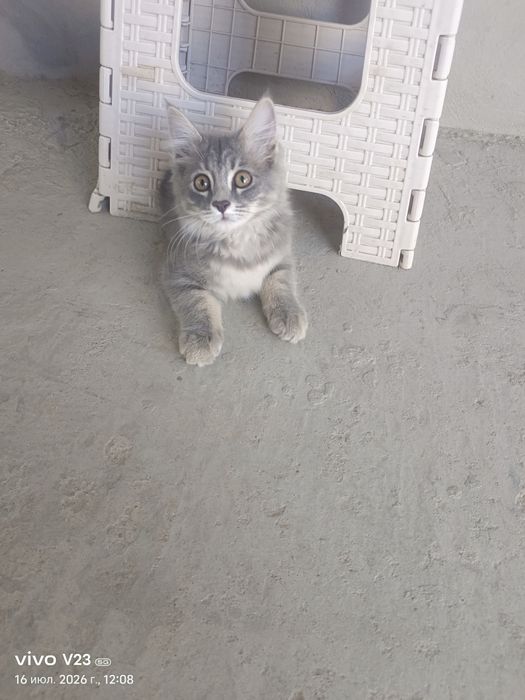 Котёнок 3 месяца