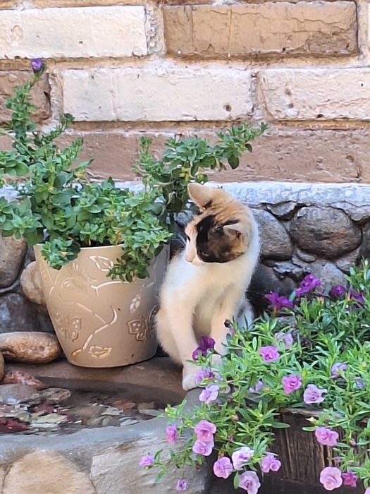 Коте си търси дом