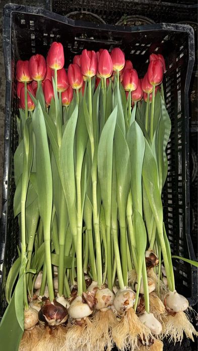 Тюльпан оптом Беларусь