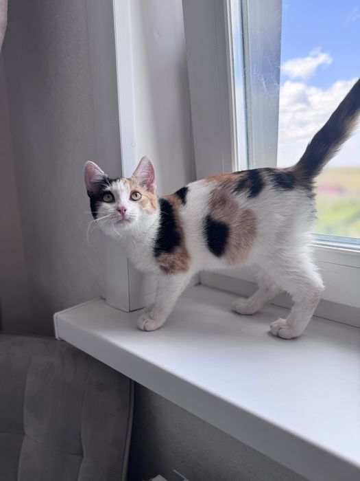 Котенок девочка