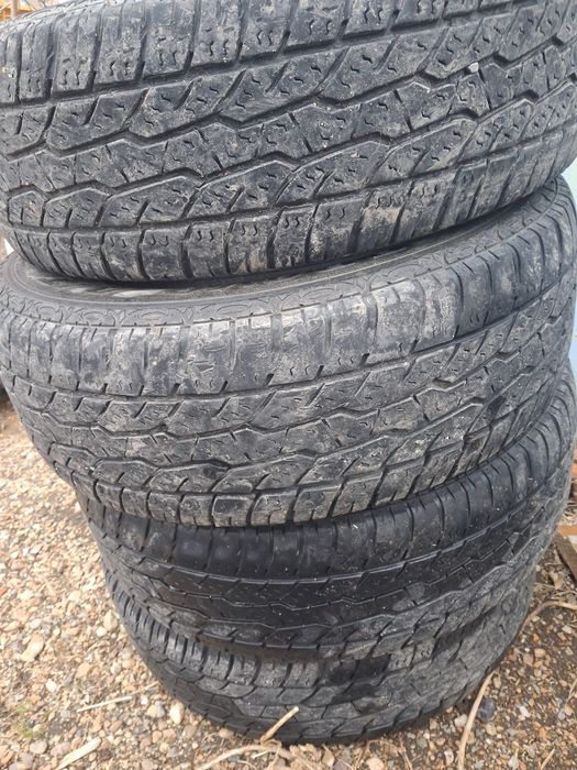 Продам ризину летнию