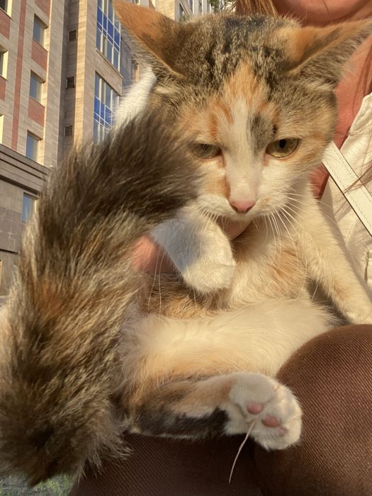 Кошечка изет дом