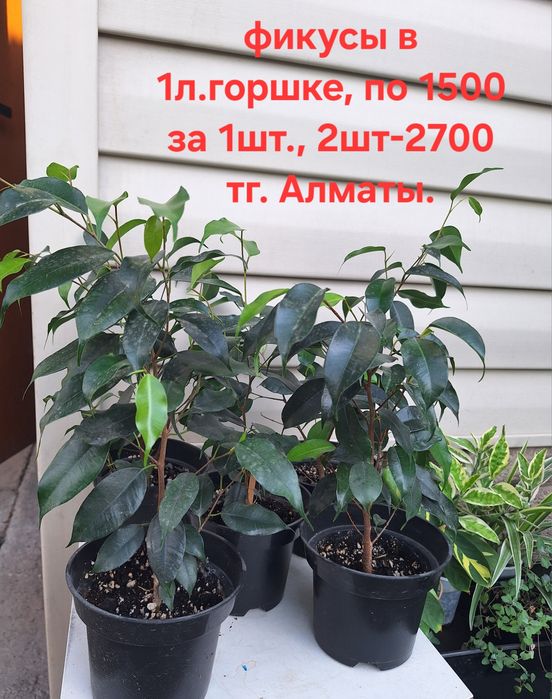Комнатные растения