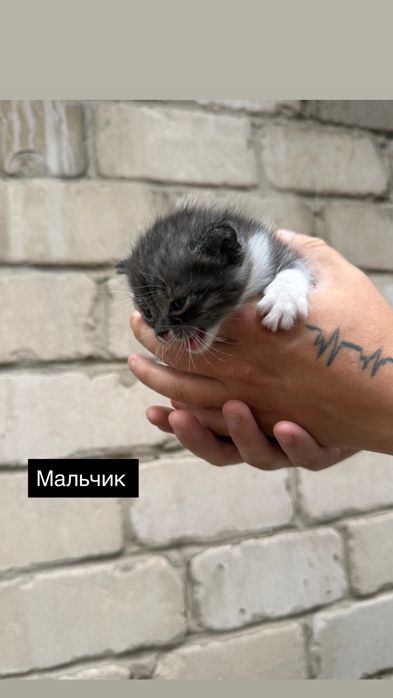 Бронь котят 3 мальчика и 2 девочки