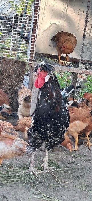 Gaini sanjak Onești