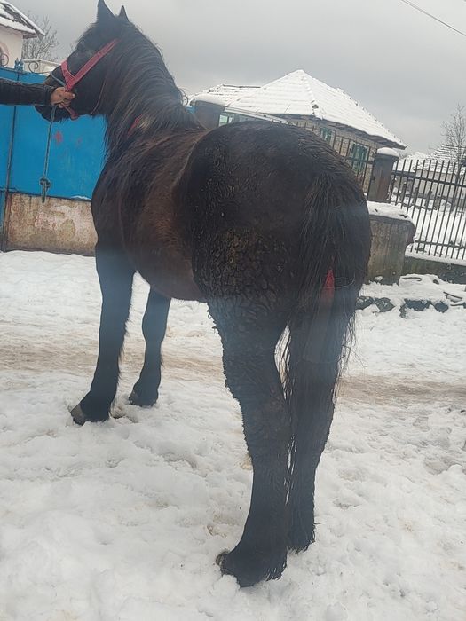 Vând mânză de 3 ani foarte blândă mai multe detalii la tel