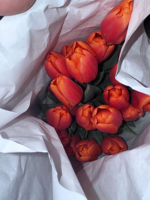 Тюльпаны опт и розница