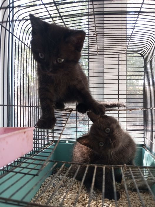 Котята бесплатно