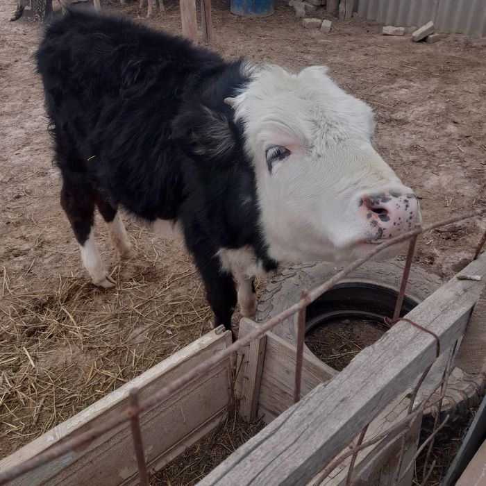 Сиыр сатылады баспак