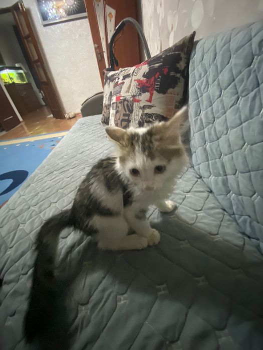 Котенок Мейн кун