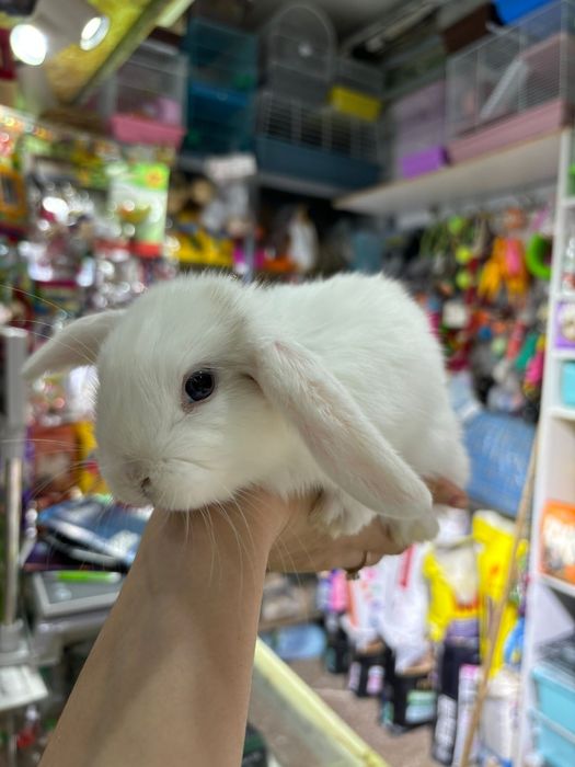 Кролики карликовые