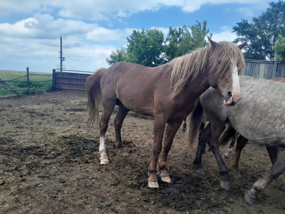 Жеребец полутяжеловоз