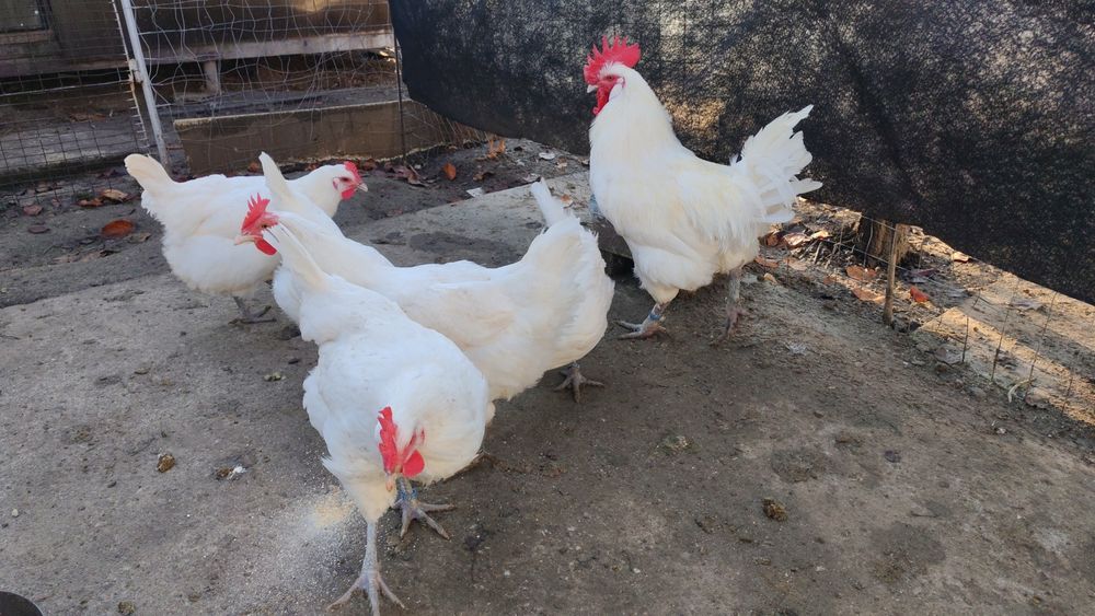 Familie La Bresse si cocoși