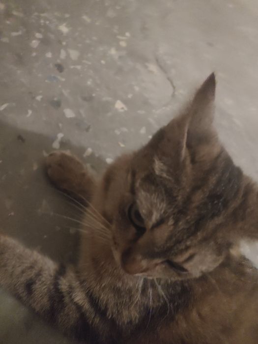 Пристраивается кошка и ее котята