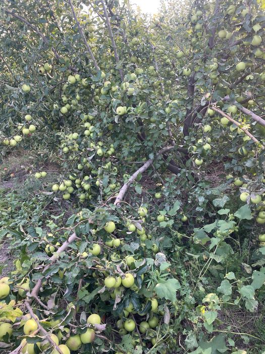 Яблоневый сад