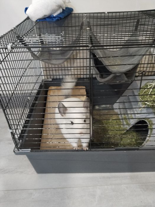 Продаётся шиншилла с клеткой