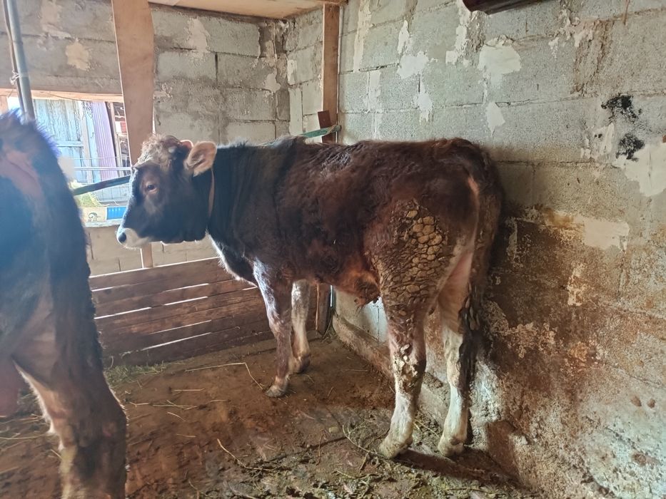 2 бұқа сатылады бағасы келісімді