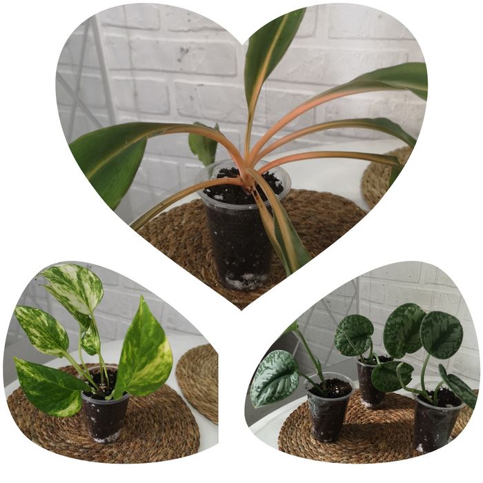 Продам комнатные растения