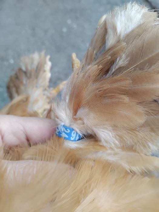 Pereche gaini cochinchina