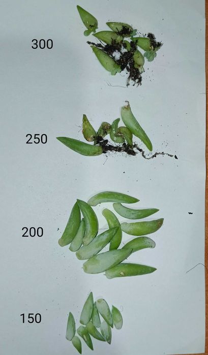 Продам отростки седум моргана