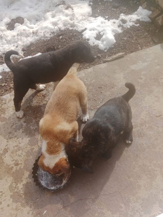 Щенята в добрые руки