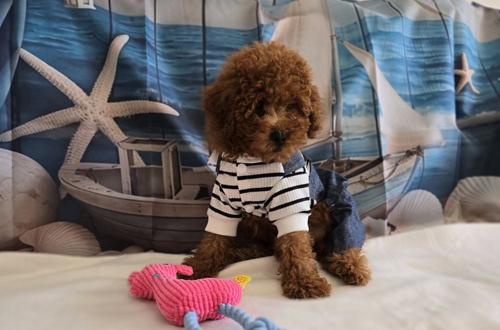 Пудел той  Poodle toy с родословие