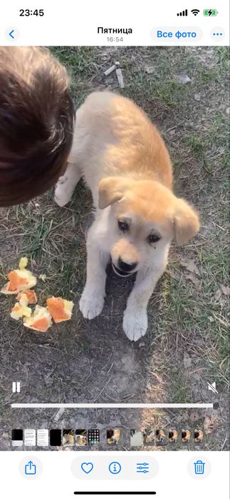 Пристраивается бездомный щенок