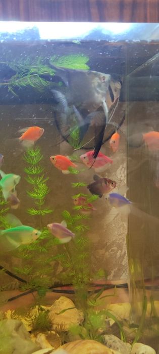 Продам аквариум 40 л со всем содержимым
