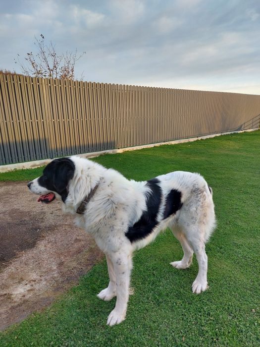 Vând Ciobănesc de Bucovina