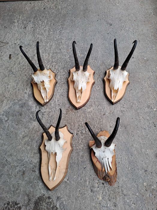 coarne capra neagra panoplie lemn