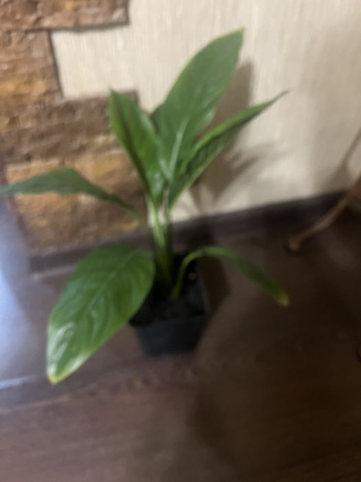 Комнатные цветы разные.