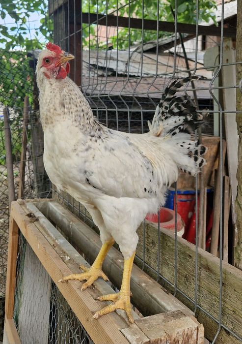 Vand cocosi tineri