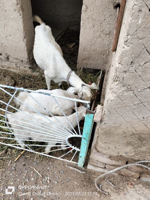 Эчки зотли иккта боласи бор