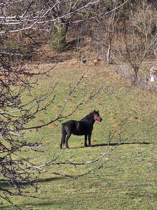 Iapa de vânzare în vârstă de aproape 3 ani
