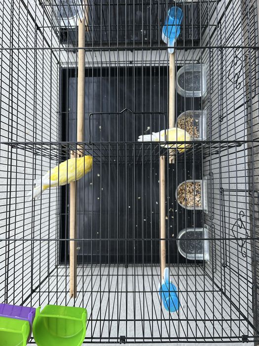 Канарейка Йоркшир самец ( нар ) Туркия