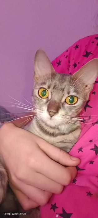 Бенгальская кошка