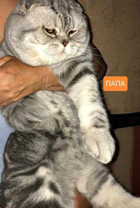 Котята Шотландские  срочно !