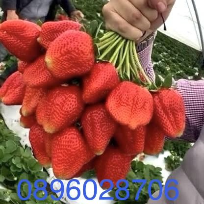 Домашно отгледан разсад ягоди – гарантиран вкус и аромат“