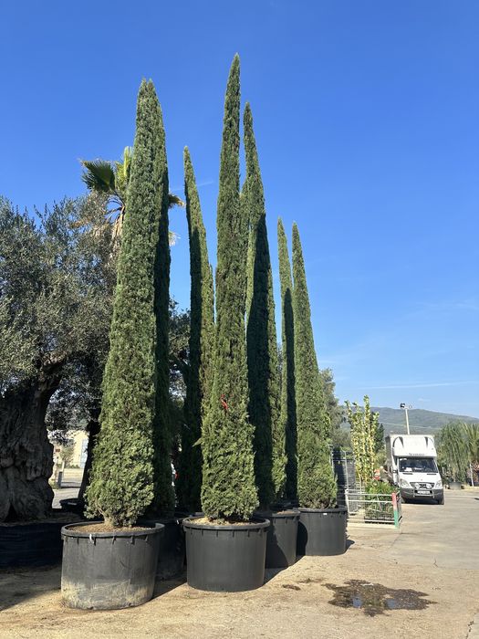 Tuia brazi bosai palmieri maslini cedru ilex spirale pohtinia taxus