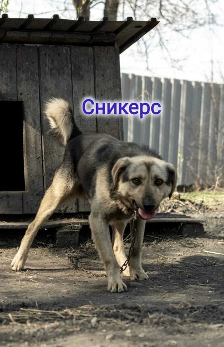 Дарю в добрые и ответственные руки